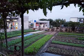 TP.HCM hỗ trợ người dân bị giải tỏa ở khu đất xây cụm trường công lập