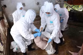 Vận chuyển lợn bệnh đi tiêu hủy tại hộ dân ở thôn Nga My Hạ, xã Thanh Mai, huyện Thanh Oai, Hà Nội. Ảnh minh họa. (Ảnh: Vũ Sinh/TTXVN)