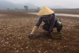 Ngao chết được thu gom để tránh ô nhiễm môi trường và dịch bệnh. (Ảnh: Duy Hưng/TTXVN)