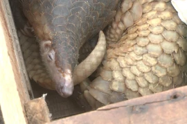 Cá thể tê tê bị thu giữ. (Ảnh: Đinh Tuấn/TTXVN)