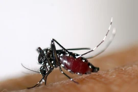 Muỗi vằn, có tên khoa học là Aedes albopictus. (Nguồn: AFP/TTXVN)