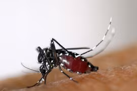 Muỗi vằn, có tên khoa học là Aedes albopictus. (Nguồn: AFP/TTXVN)