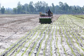 Mô hình canh tác lúa thông minh ở tỉnh Trà Vinh. (Ảnh: Duy Khương/TTXVN)