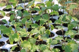 Ảnh minh họa. (Nguồn: TTXVN)