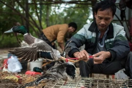 Gia cầm sống được bày bán tại một chợ ở thành phố Quảng Châu, tỉnh Quảng Đông, miền Nam Trung Quốc. (Nguồn: AFP/TTXVN)