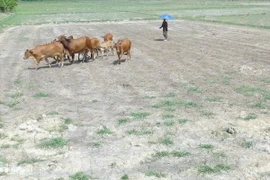 Ruộng trồng lúa ở xã Ninh Ích, thị xã Ninh Hòa, Khánh Hòa phải dừng sản xuất do hạn hán. (Ảnh: Nguyên Lý/TTXVN)