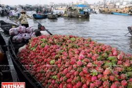 Chợ nổi Cái Răng là một chợ đầu mối nông sản nổi tiếng ở vùng Đồng bằng sông Cửu Long. (Nguồn: Báo Ảnh Việt Nam)