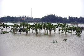 Vùng rau sạch hàng chục ha ở xã Nghĩa Dũng, thành phố Quảng Ngãi bị ngập. (Ảnh: Nguyễn Đăng Lâm/TTXVN)