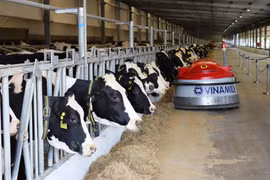 Trong năm 2021, Vinamilk sẽ tập trung đầu tư các dự án lớn để mở rộng quy mô. (Ảnh: TTXVN)