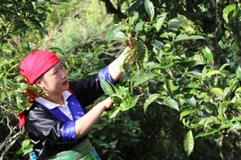 Mùa Thị Tồng, bản Bẹ, Tà Xùa, huyện Bắc Yên, tỉnh Sơn La đang trao đổi về cách thức và thời điểm hái chè ngon đồng thời bảo tồn vùng nguyên liệu. (Ảnh: PV/Vietnam+)