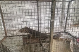 Vật chứng thu giữ gồm một cá thể nghi là kỳ đà (còn sống), bị đứt chân sau bên trái được đựng trong túi lưới có khối lượng là 2,4kg. (Ảnh: TTXVN phát)