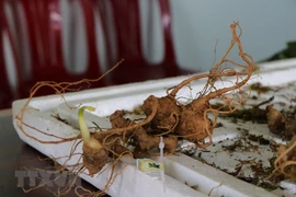 Sâm Ngọc Linh được gắn nhãn mác, thương hiệu trên sản phẩm. (Ảnh: Cao Nguyên/TTXVN)