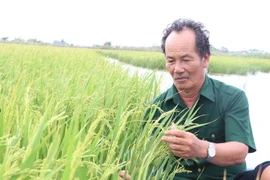 Nông dân huyện Thạnh Phú, tỉnh Bến Tre thực hiện mô hình "con tôm ôm cây lúa." (Ảnh: Chương Đài/TTXVN)