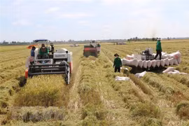 Nông dân Đồng Tháp thu hoạch lúa Thu Đông. (Ảnh: Chương Đài/TTXVN)