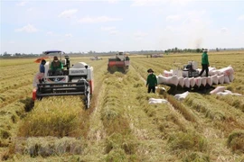 Nông dân Đồng Tháp thu hoạch lúa Thu Đông. (Ảnh: Chương Đài/TTXVN)