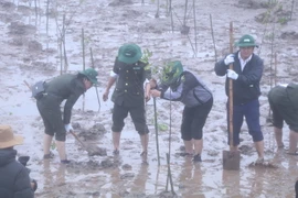 Triển khai thực hiện Dự án tại huyện Kim Sơn, tỉnh Ninh Bình. (Ảnh: Đức Phương/TTXVN)