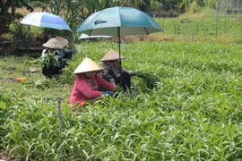 Thu hoạch rau ở Hợp tác xã rau an toàn Bình Nghị, Gò Công Đông. (Ảnh: Minh Trí/TTXVN)