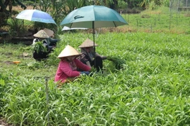Thu hoạch rau ở Hợp tác xã rau an toàn Bình Nghị, Gò Công Đông. (Ảnh: Minh Trí/TTXVN)