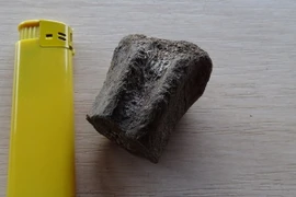 Một đốt sống hóa thạch được phát hiện trong chuyến thám hiểm "Trun 2023." (Nguồn: BTA)