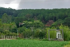 Khu vực đất rừng bị gia đình bà Ma Đuệ lấn chiếm. (Ảnh: Quốc Hùng/TTXVN)