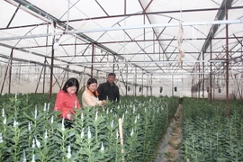 Thời điểm này, đã có nhiều người đến đặt mua hoa cúc Tết tại các nhà màng trồng hoa cúc ở làng hoa Bắc Sơn. (Ảnh: Hoàng Ngà/TTXVN)