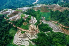 Hà Giang: Những khoanh ruộng bậc thang ăm ắp mùa nước đổ