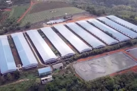 Trang trại của Công ty TNHH Đức Tiến Lê được xây dựng trên diện tích 15ha, quy mô chăn nuôi 10.000 con lợn thịt, tổng vốn đầu tư hơn 40 tỷ đồng và được đưa vào hoạt động từ tháng 10/2019. (Ảnh: TTXVN phát)