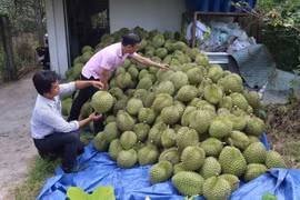 Thu hoạch sầu riêng ở ấp Tân Đông, xã Ngũ Hiệp, huyện Cai Lậy, tỉnh Tiền Giang. (Ảnh: Minh Trí/TTXVN)