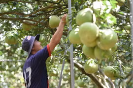Do sức mua kém, chỉ một ít vườn bưởi ở làng bưởi Tân Triều, huyện Vĩnh Cửu, tỉnh Đồng Nai, quy mô nhỏ giữ trái chờ Tết bán. (Ảnh: Lê Xuân/TTXVN)