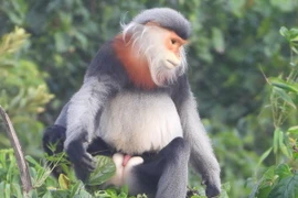 Một cá thể voọc chà vá chân xám được các thành viên Trung tâm Bảo tồn Đa dạng sinh học Nước Việt Xanh (GreenViet) phát hiện. (Ảnh: TTXVN phát)