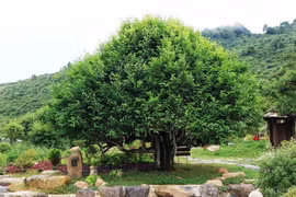 Cây chè cổ thụ nằm trong quần thể 400 cây chè Shan Tuyết ở Suối Giàng được hội Bảo vệ Thiên nhiên và Môi trường Việt Nam công nhận là Cây Di sản Việt Nam. (Ảnh: Tuấn Anh/TTXVN)