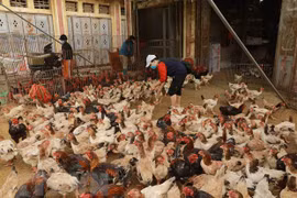(Nguồn: TTXVN)