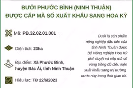 Ninh Thuận: Bưởi Phước Bình được cấp mã số xuất khẩu sang Hoa Kỳ
