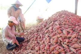 Khoai lang Việt Nam được xuất khẩu chính ngạch sang Trung Quốc. (Nguồn: TTXVN)