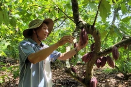 Cây ca cao mang lại nguồn thu nhập ổn định cho gia đình ông Trần Như Phong, ấp Tân Thành, xã Quảng Thành, huyện Châu Đức. (Ảnh: Hoàng Nhị/TTXVN)