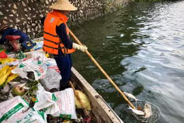Công nhân Công ty TNHH Một thành viên Thoát nước Hà Nội vớt cá chết tại hồ Tây. (Ảnh: TTXVN phát)