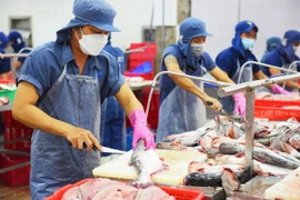 Chế biến cá tra xuất khẩu tại Công ty TNHH Hùng Cá, Thanh Bình, Đồng Tháp. (Ảnh: Văn Trí/TTXVN)