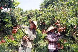 Thu hoạch vườn vải đủ tiêu chuẩn xuất khẩu tại Lục Ngạn, Bắc Giang. (Ảnh: Đồng Thúy/TTXVN)