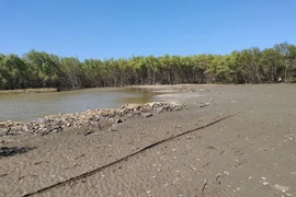 Rừng không thể sinh sôi do hoạt động nuôi sò không phép. (Ảnh: Huỳnh Phúc Hậu/TTXVN)