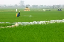 Nông dân huyện Vũ Thư phun thuốc phòng trừ sâu bệnh trên lúa. (Ảnh: Thế Duyệt/TTXVN)