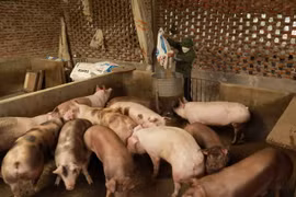 Hộ chăn nuôi lợn. (Ảnh: Vũ Sinh/TTXVN)