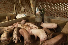 Hộ chăn nuôi lợn. (Ảnh: Vũ Sinh/TTXVN)