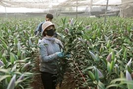 [Photo] Làng hoa Hà Nội vào vụ Tết Nguyên đán Quý Mão 2023