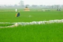 Nông dân huyện Vũ Thư phun thuốc phòng trừ sâu bệnh trên lúa. (Ảnh: Thế Duyệt/TTXVN)