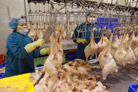 Dây chuyền chế biến thịt gà. (Ảnh: Vũ Sinh/TTXVN)