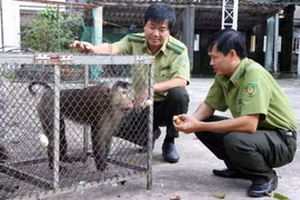 Hạt Kiểm lâm thị xã Hương Trà, tỉnh Thừa Thiên-Huế, tiếp nhận cá thể khỉ mặt đỏ và khỉ đuôi lợn, đều thuộc nhóm động vật nguy cấp, quý hiếm từ người dân tự nguyện bàn giao. (Ảnh: Đỗ Trưởng/TTXVN)