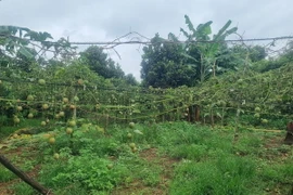 Vườn chanh leo tại tỉnh Gia Lai bị bỏ, không thu hoạch. (Ảnh: Hồng Điệp/TTXVN)