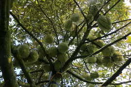 Một vườn sầu riêng ở xã Mỹ Long, huyện Cao Lãnh gần đến ngày thu hoạch. (Ảnh: Nhựt An/TTXVN)