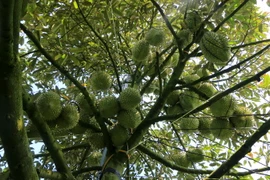 Một vườn sầu riêng ở xã Mỹ Long, huyện Cao Lãnh gần đến ngày thu hoạch. (Ảnh: Nhựt An/TTXVN)