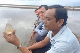 Ông Âu Minh An, Chủ tịch hội đồng quản trị Hợp tác xã Dịch vụ Nuôi trồng Thủy sản Thuận Thành, xã Vĩnh Thịnh, huyện Hòa Bình, tỉnh Bạc Liêu, theo dõi quá trình sinh trưởng và phát triển Artemia. (Ảnh: TTXVN phát)